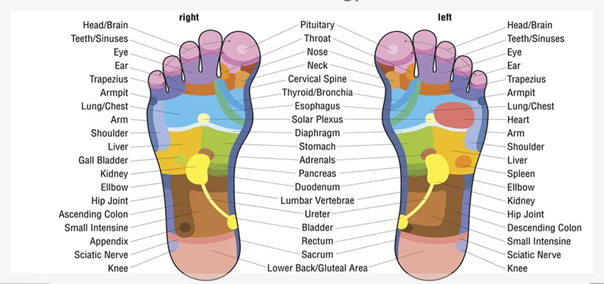 foot-reflexology-chart